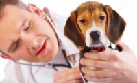 9 de setembro: Dia do Médico Veterinário